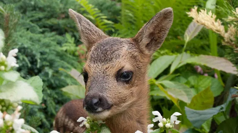Håll rådjuren borta från trädgården 