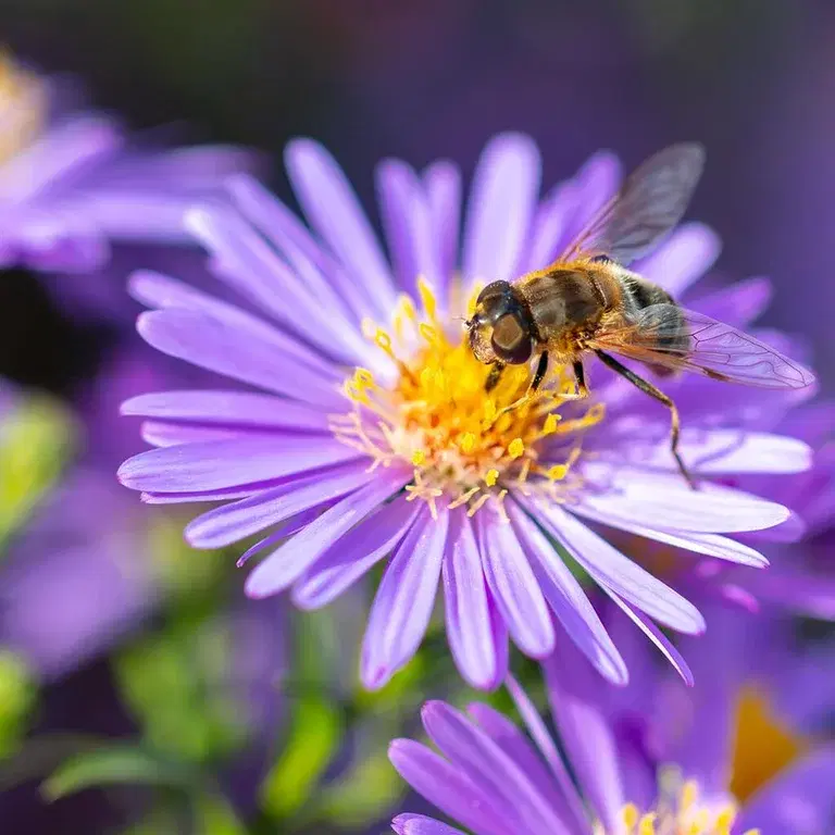 Blommor för bin och fjärilar – 7 favoriter 