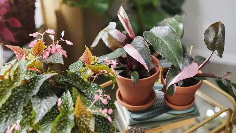 Gröna växter med ovanliga blad 