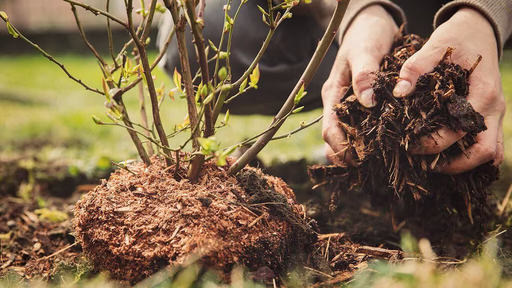 Därför ska du plantera på hösten 