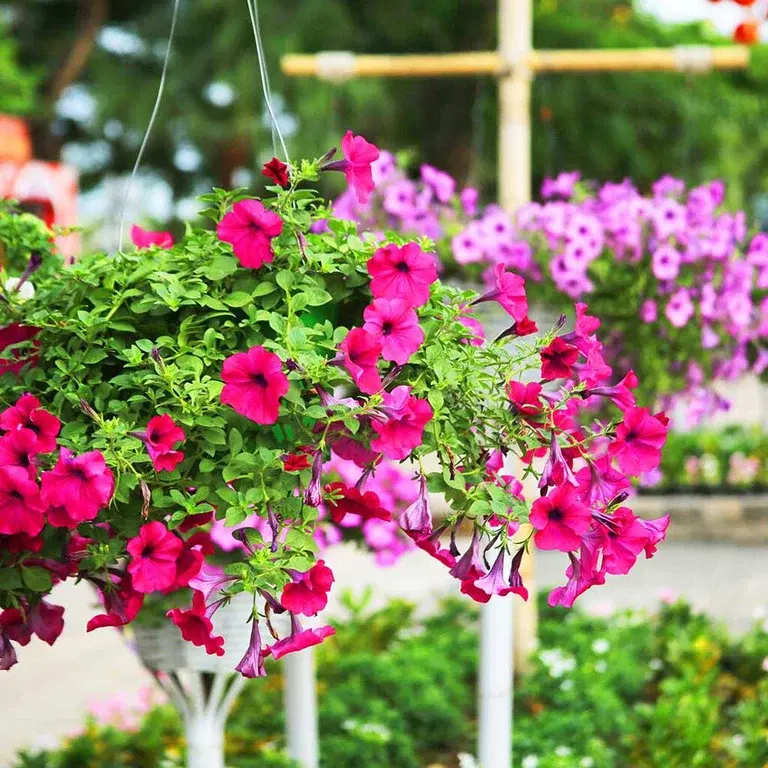 Flowers in hanging baskets – how to succeed
