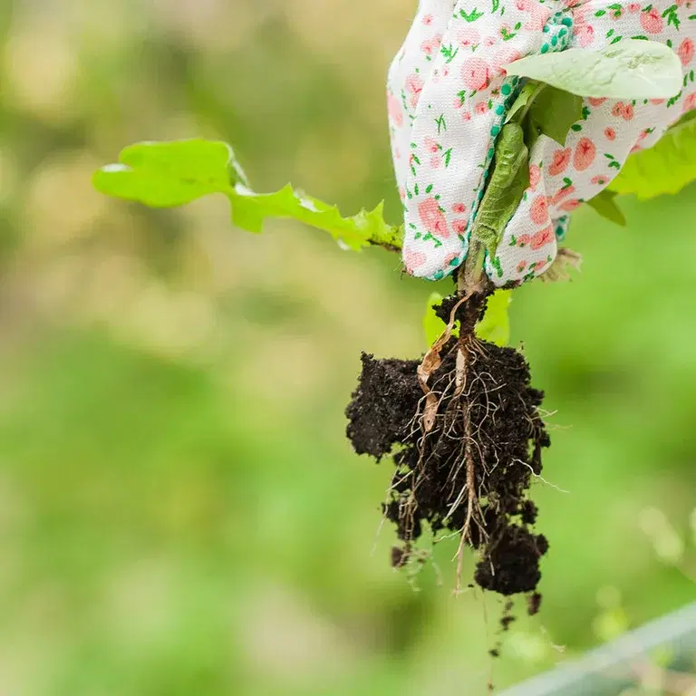 Så rensar du bort det vanligaste ogräset 