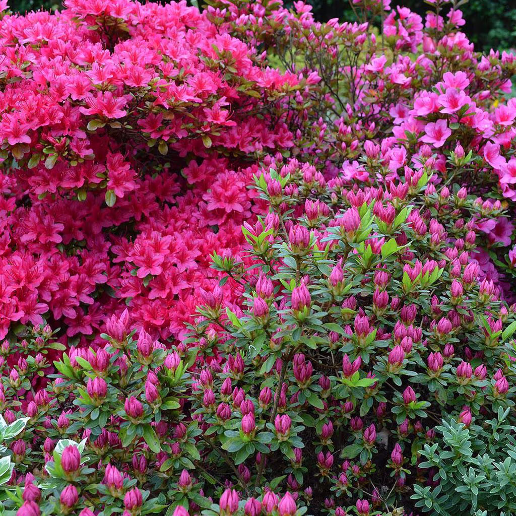 Acidic soil plants – how to create an acidic soil bed