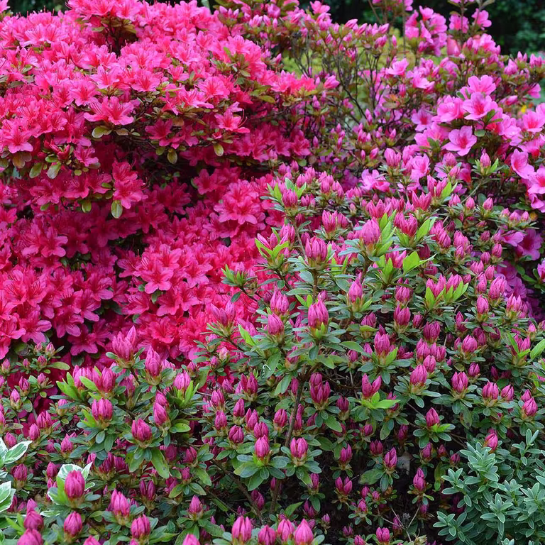 Acidic soil plants – how to create an acidic soil bed