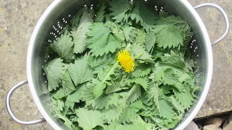 Be climate smart - let the weeds be useful