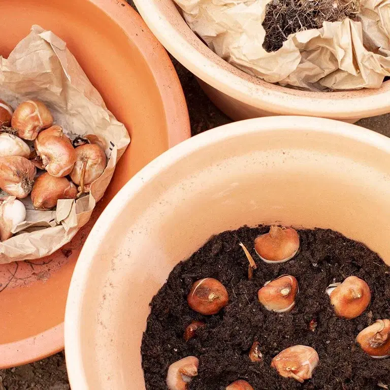 Plantera höstlök i en löklasagne 