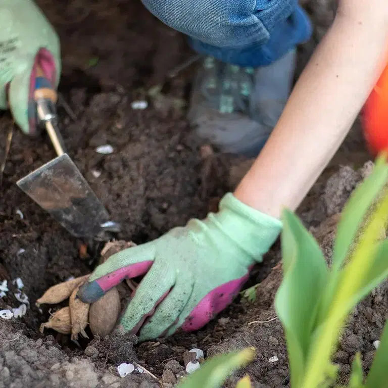 Vårlök - allt du behöver veta om höstblommade lökar
