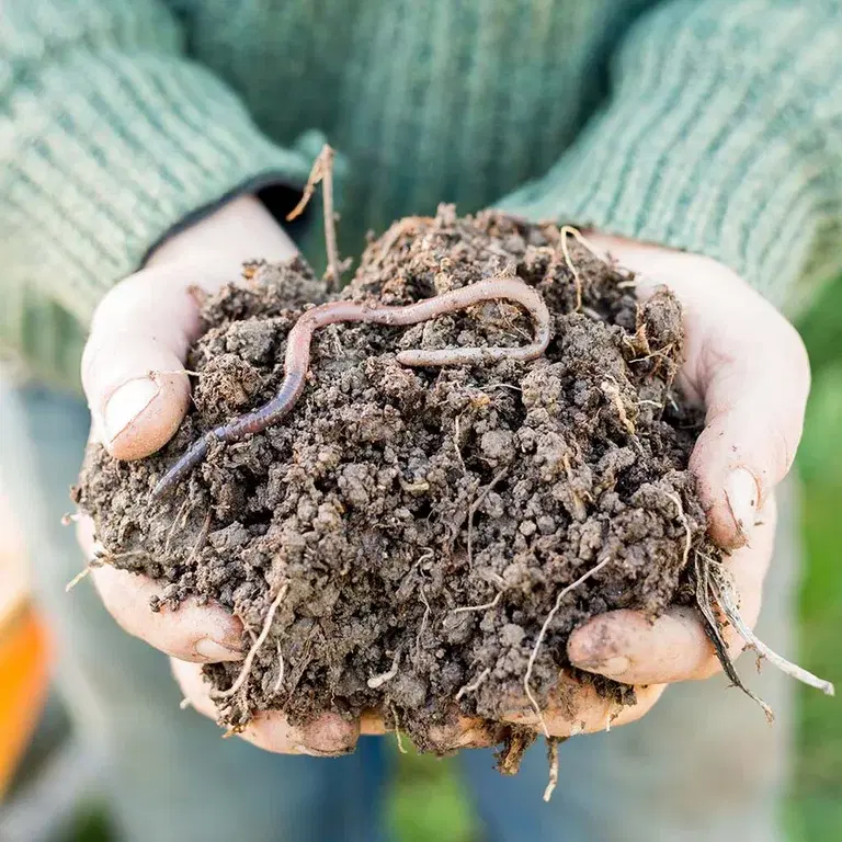 Earthworms - the helpful gardeners