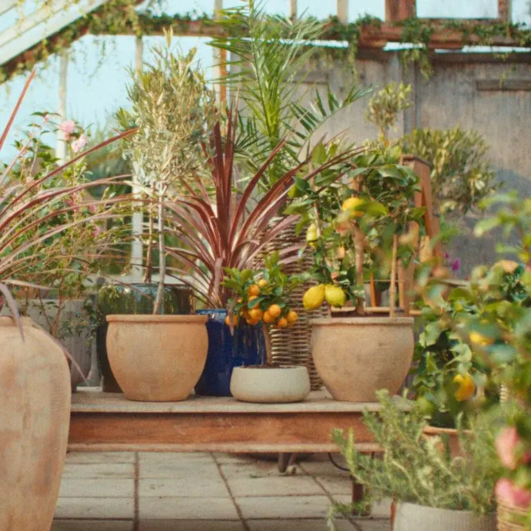 Give new life to Mediterranean plants after winter