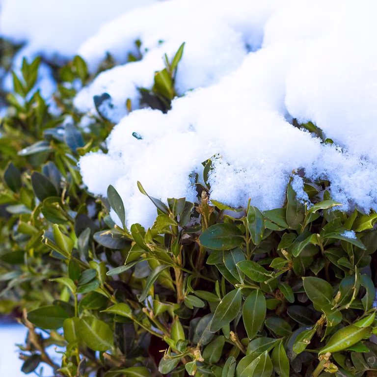 Evergreen Shrubs - How to Succeed