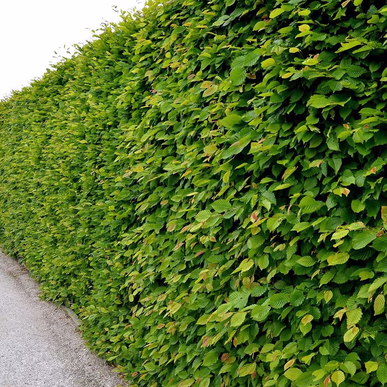 Avenbok – plantering och skötsel 