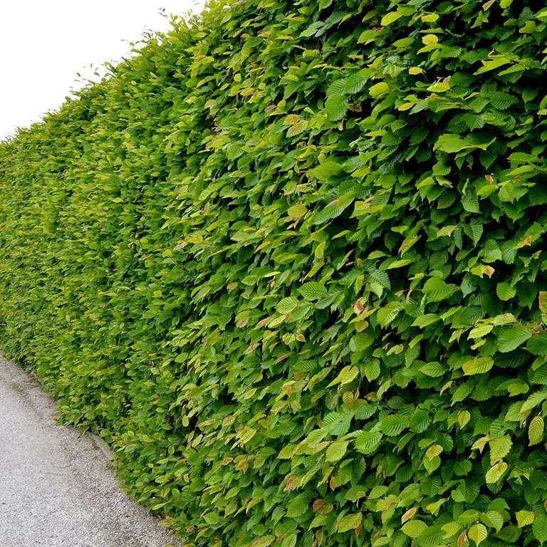Hornbeam – planting and care