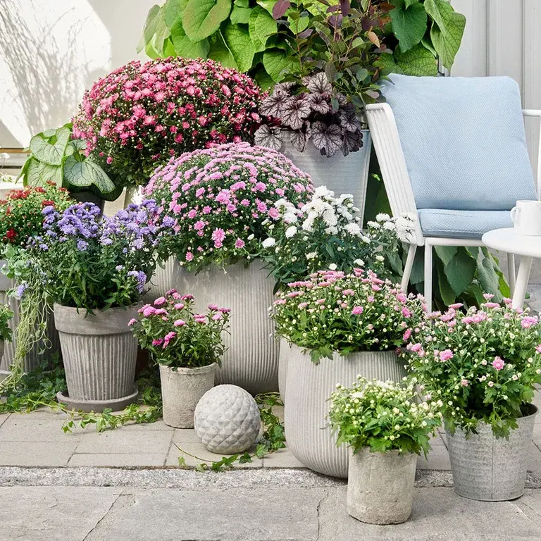 Bollkrysantemum (bollkryss) – plantering och skötsel 