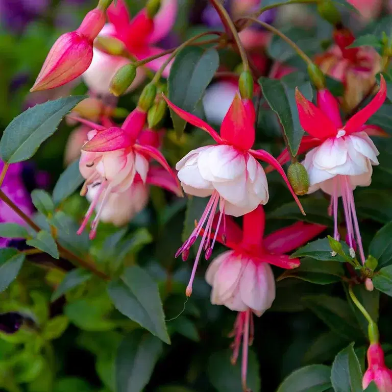 Fuchsia – plantering och skötsel 