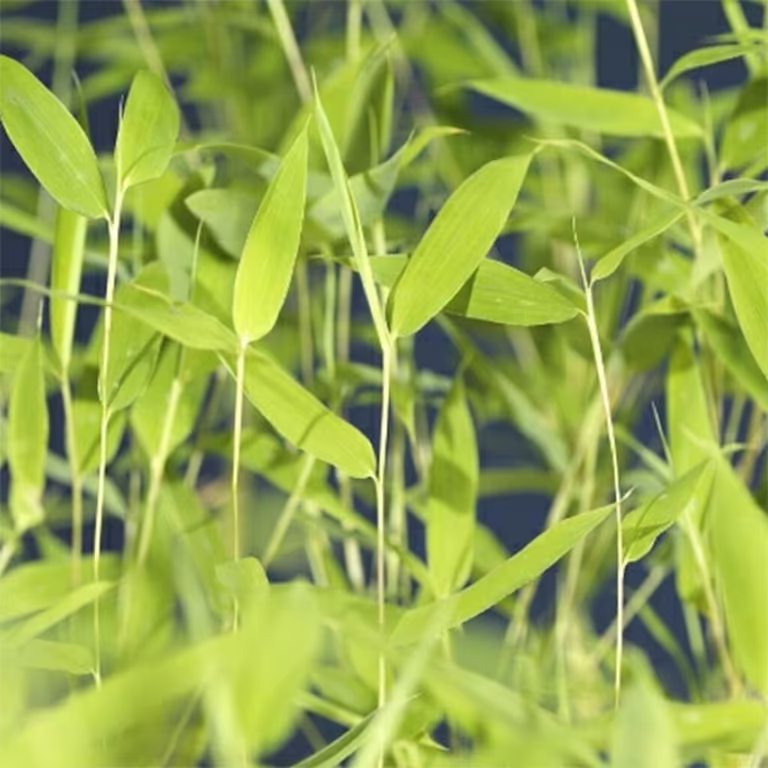 Bergbambu – plantering och skötsel 