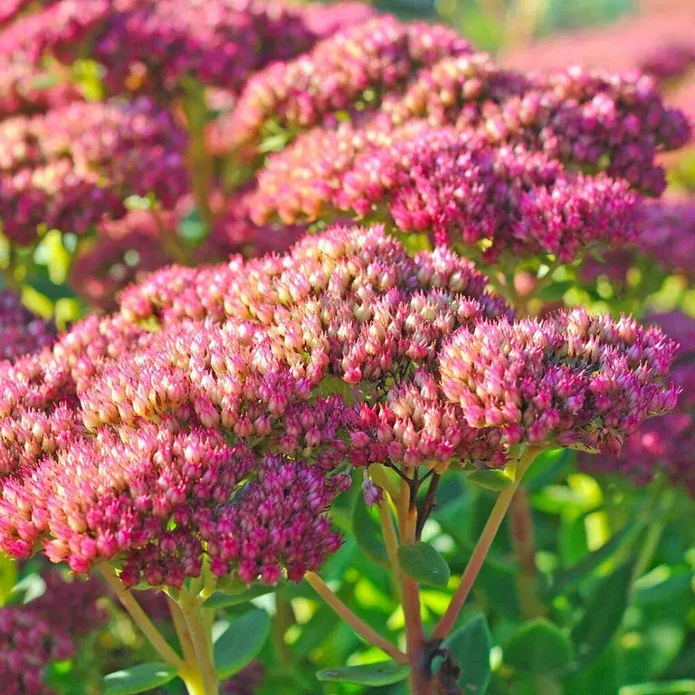 Kärleksört – plantering och skötsel 