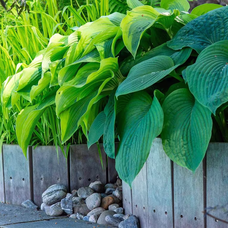 Funkia – plantering och skötsel