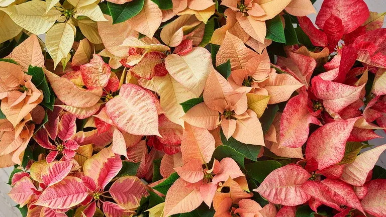 Princettia - facts and care tips