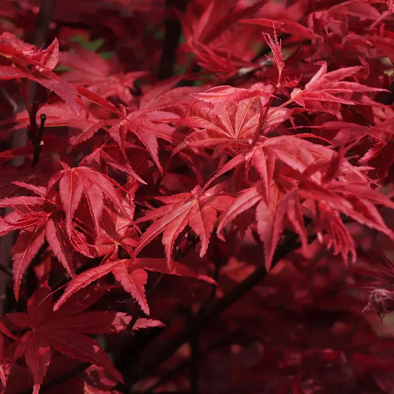 Japanese maple – planting and care