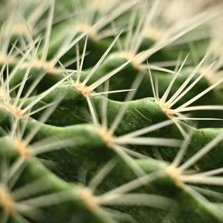 Cactus - facts and care advice