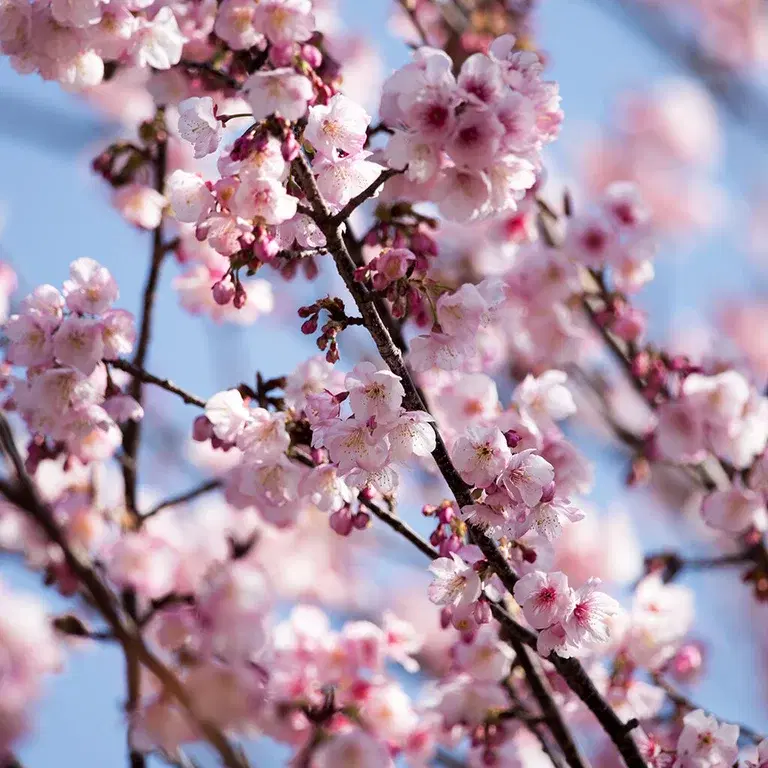 Cherry tree