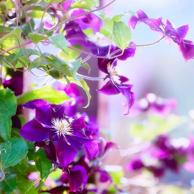 Klätterväxter – plantering och skötsel 