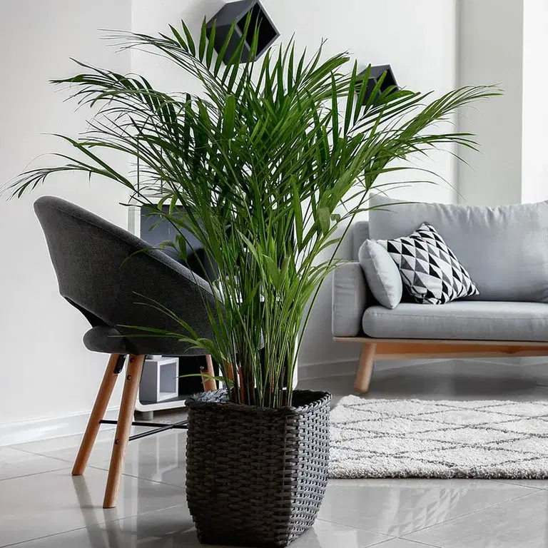 Guldpalm – fakta och skötselråd