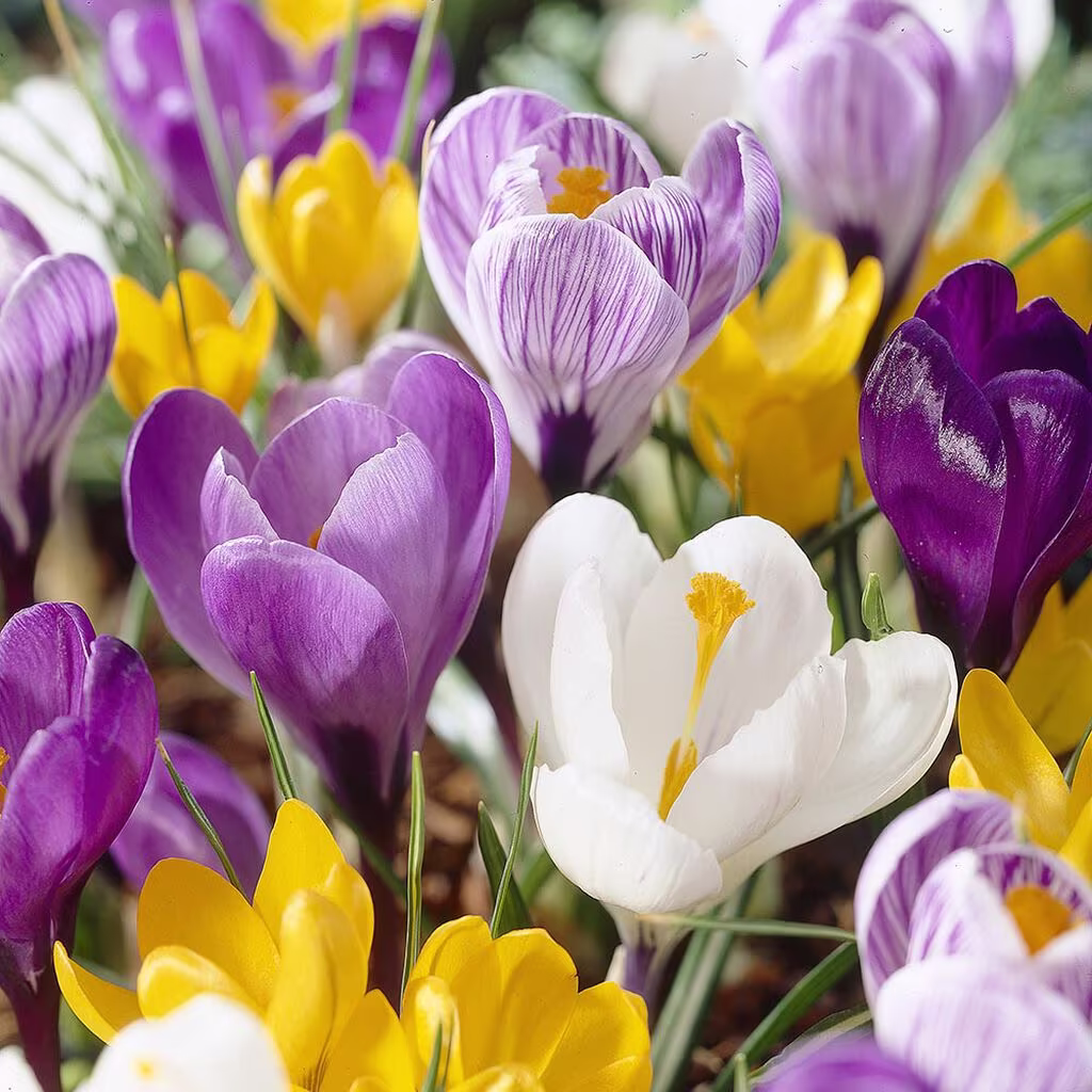 Krokus – plantering och skötsel 