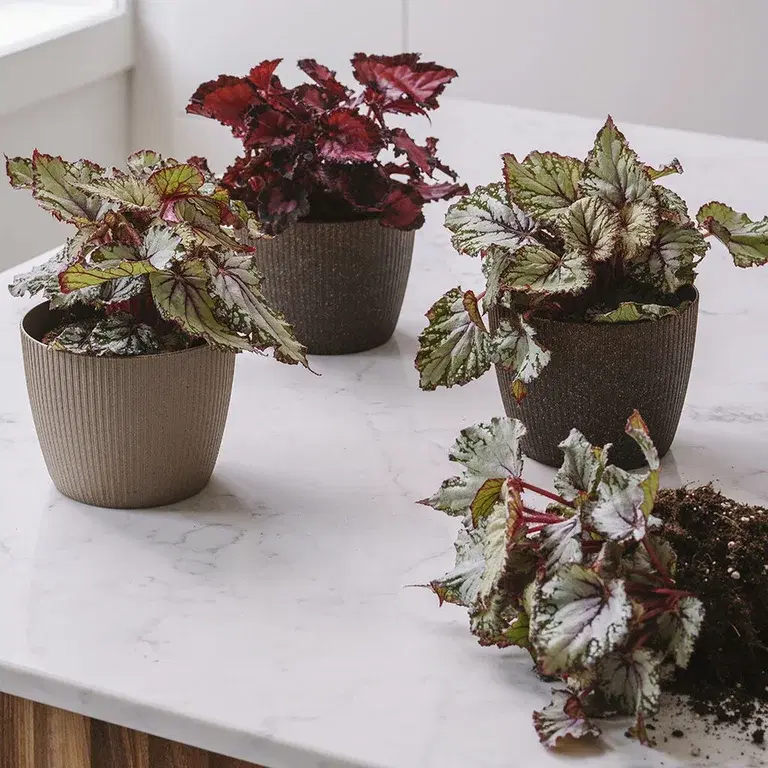 Begonia – fakta och skötselråd 