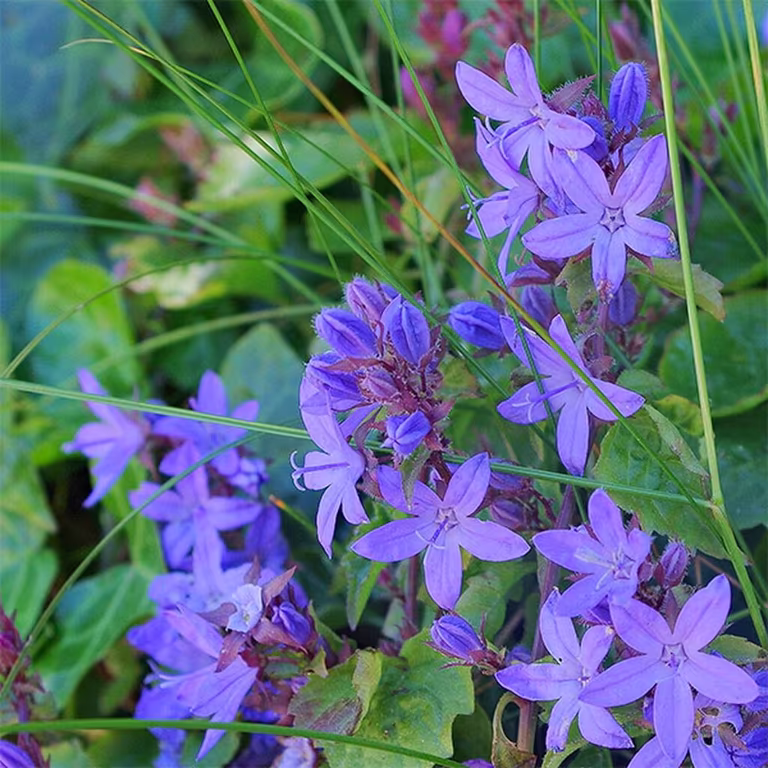 Murklocka – plantering och skötsel 