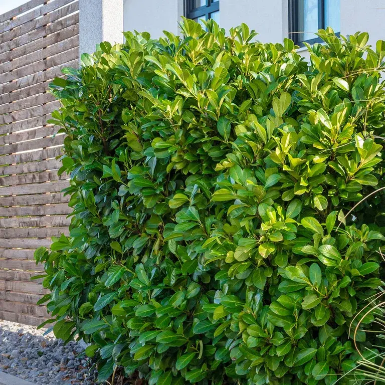 Lagerhägg - plantering och skötsel 