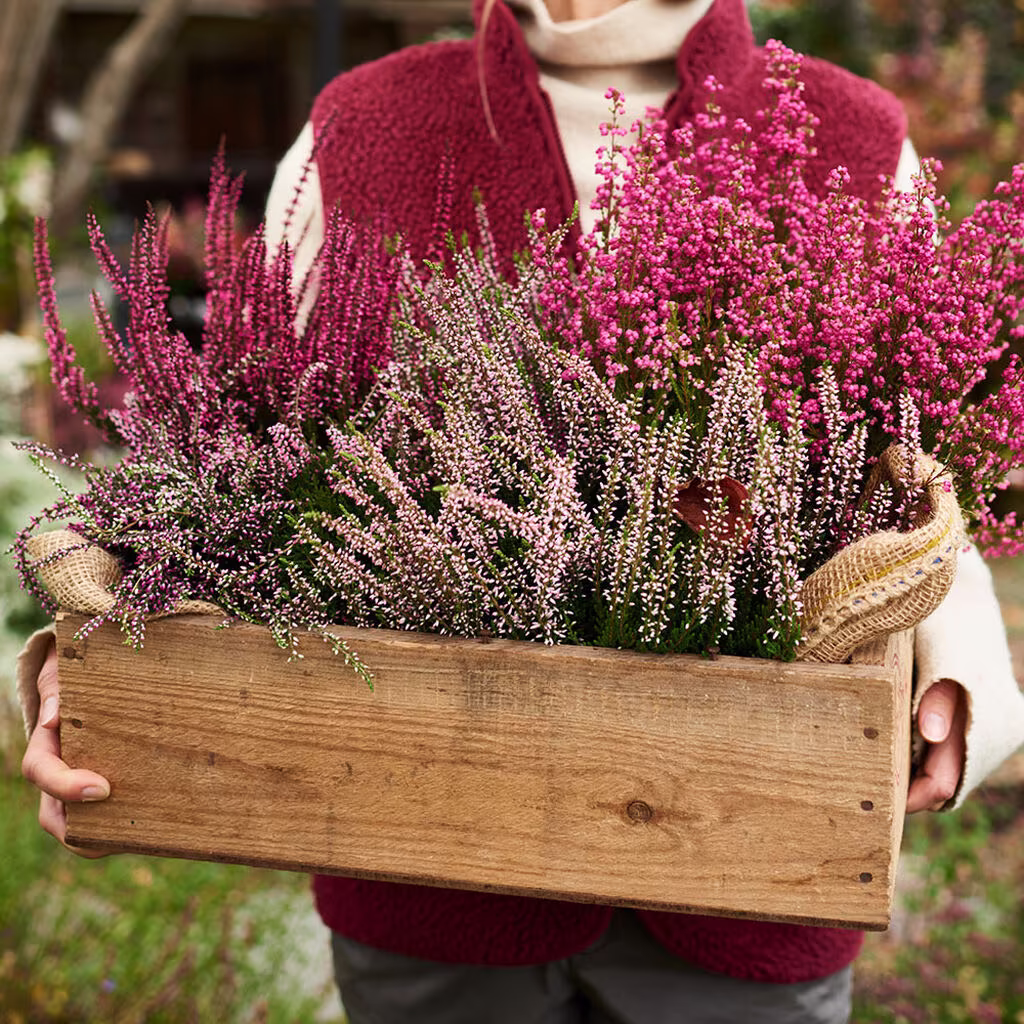 Ljung – plantering och skötsel 