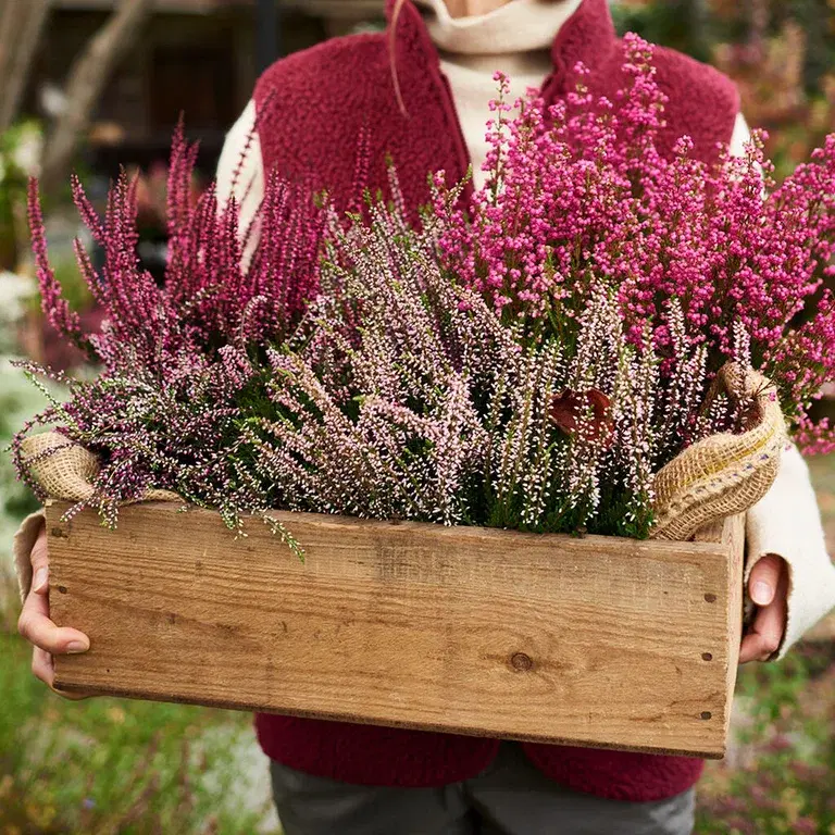 Ljung – plantering och skötsel 