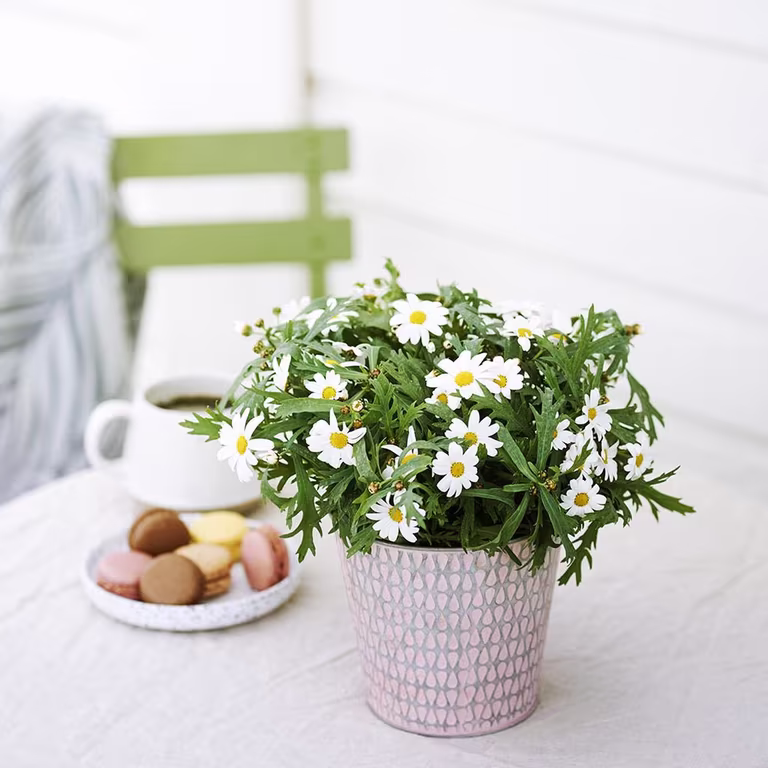 Margerit – plantering och skötsel 
