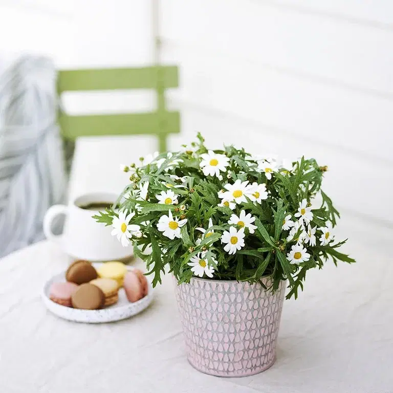 Margerit – plantering och skötsel 