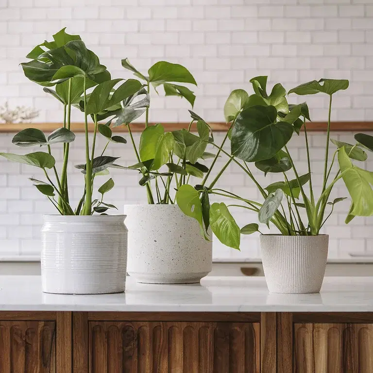 Monstera – fakta och skötselråd