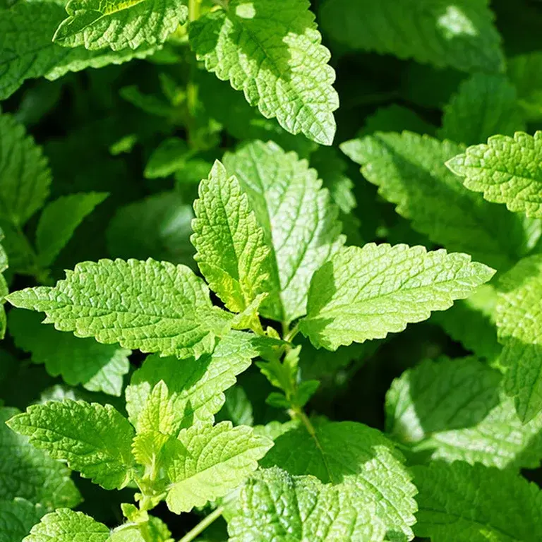 Mynta – odla din egen 