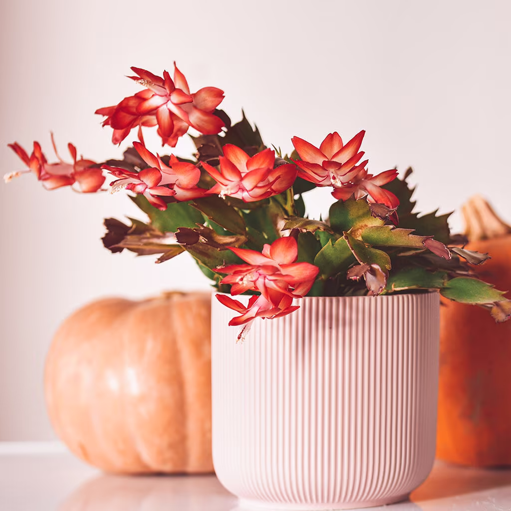 Novemberkaktus – fakta och skötselråd 