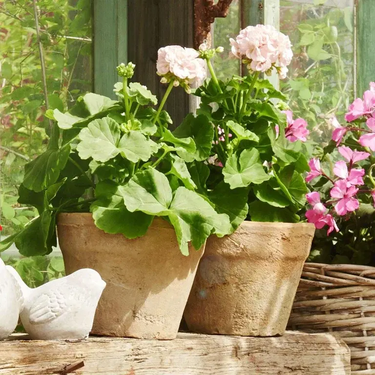 Pelargon Drottning Ingrid - den klassiska trädgårdens majestät