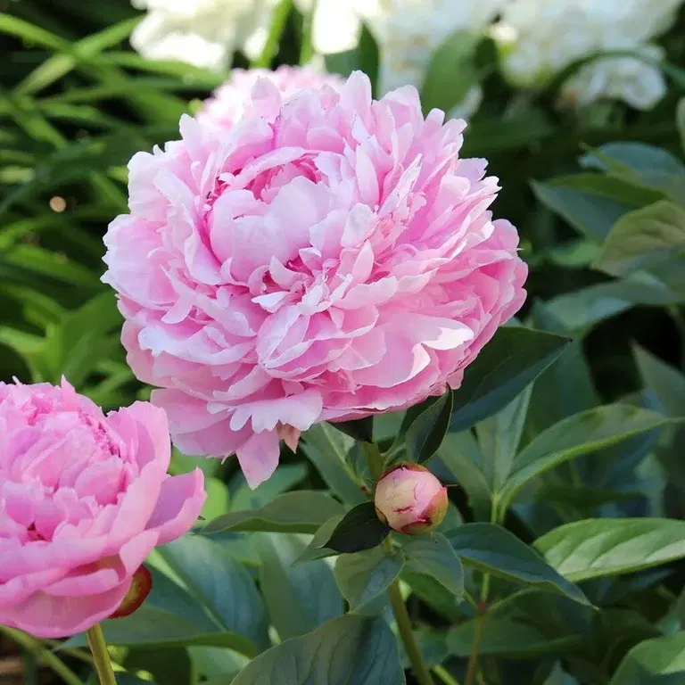 Peony – planting and care