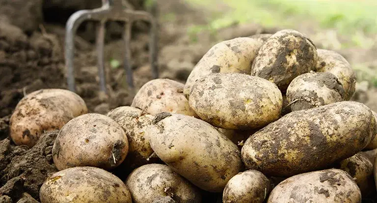 Potatoes – how to grow your own