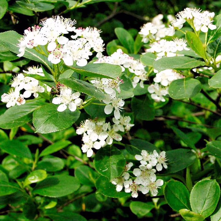Slånaronia – plantering och skötsel 