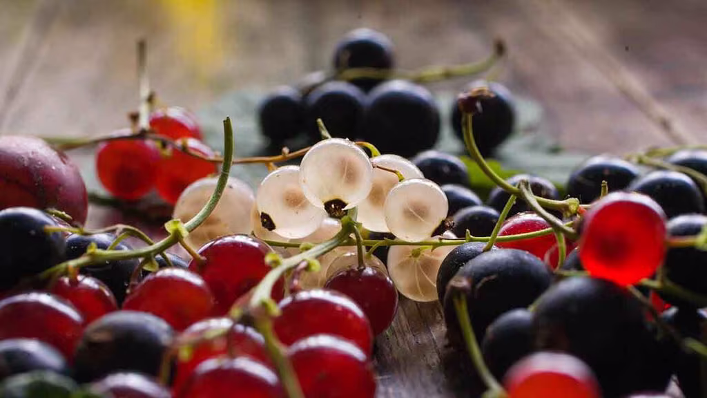 Vinbär – röda, svarta och vita – odla dina egna 