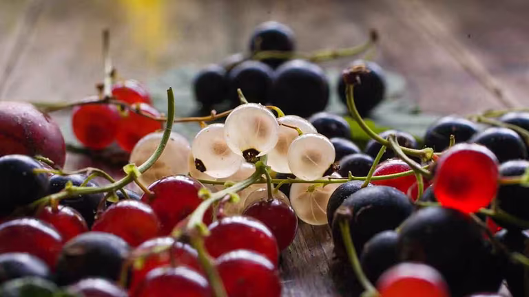 Vinbär – röda, svarta och vita – odla dina egna 