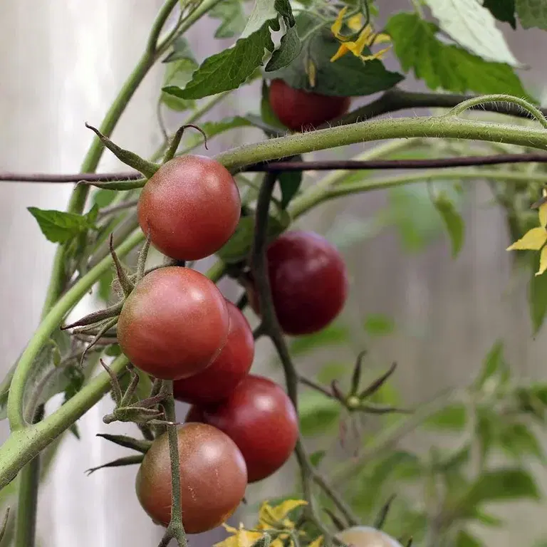 Cherry tomatoes – how to grow your own