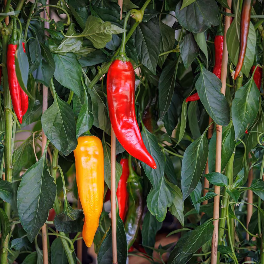 Chili – odla din egen 