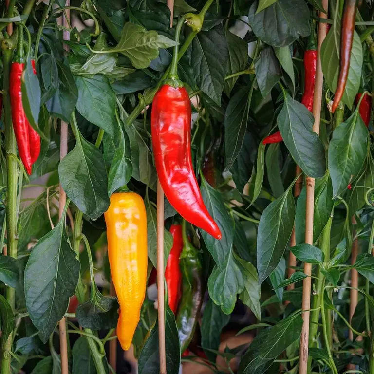 Chili – how to grow your own