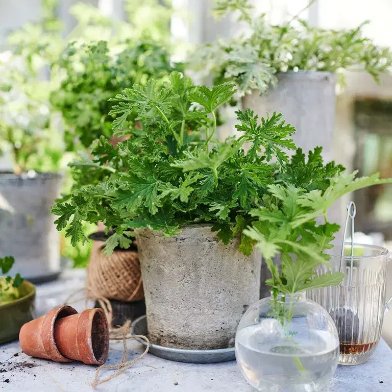 Doftpelargon – fakta och skötselråd 