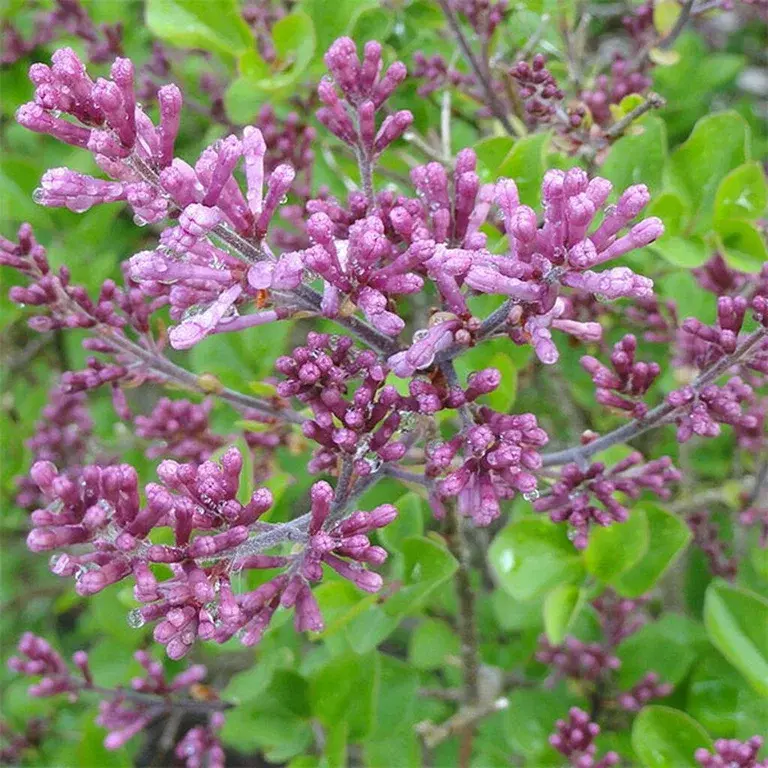 Dwarf lilac – planting and care