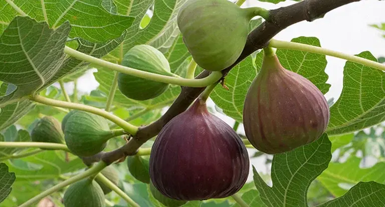 Fikonträd – plantering och skötsel 